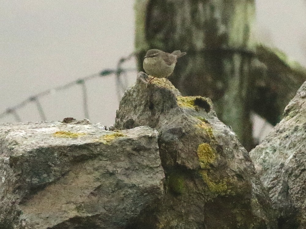 Dusky Warbler - ML644975320