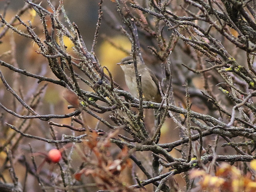 Dusky Warbler - ML644975321