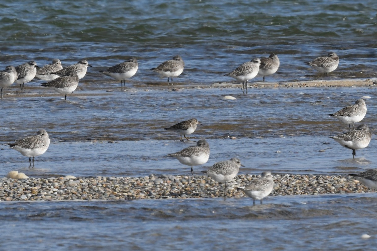 Дутыш - ML644975341