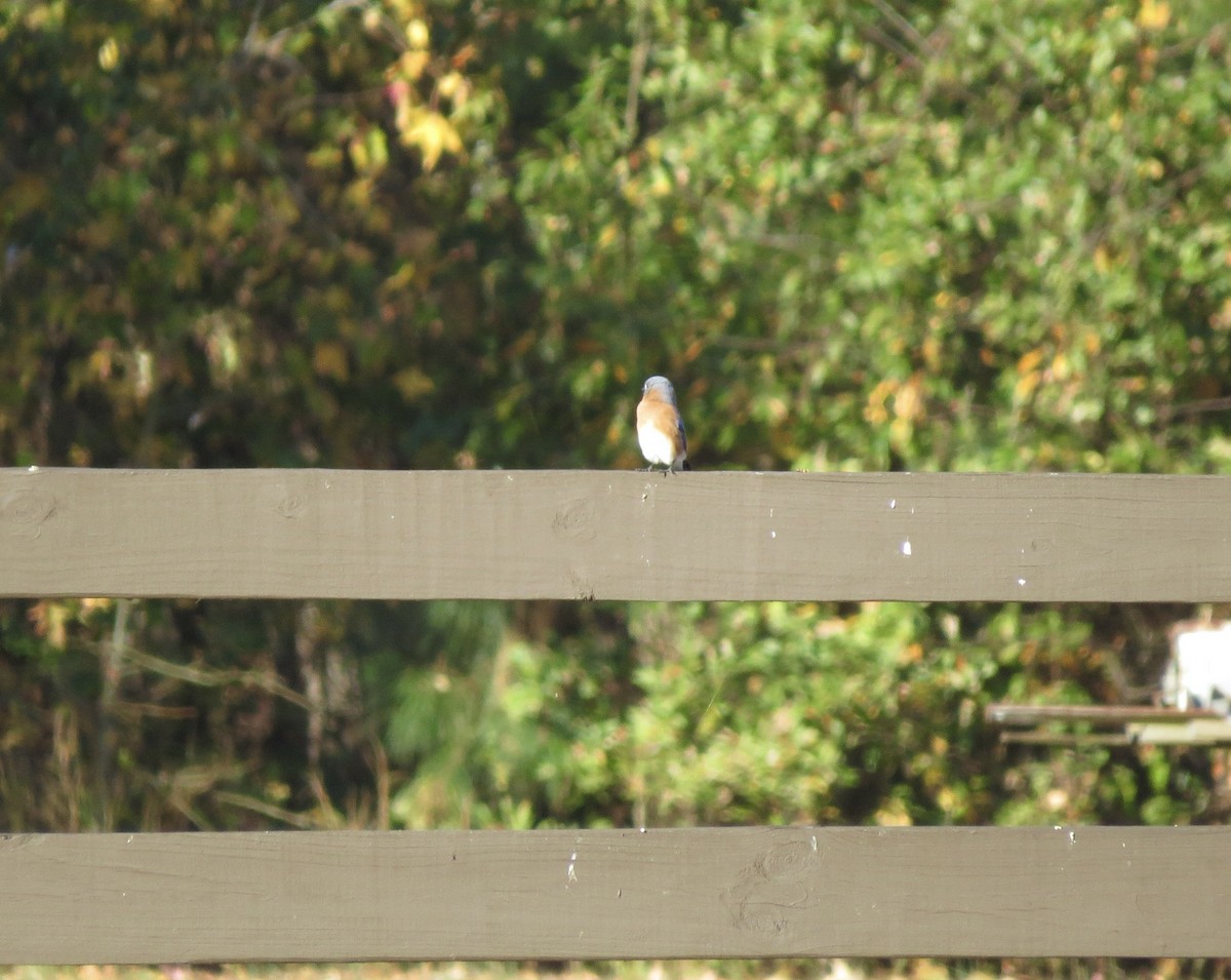 Eastern Bluebird - ML644975342