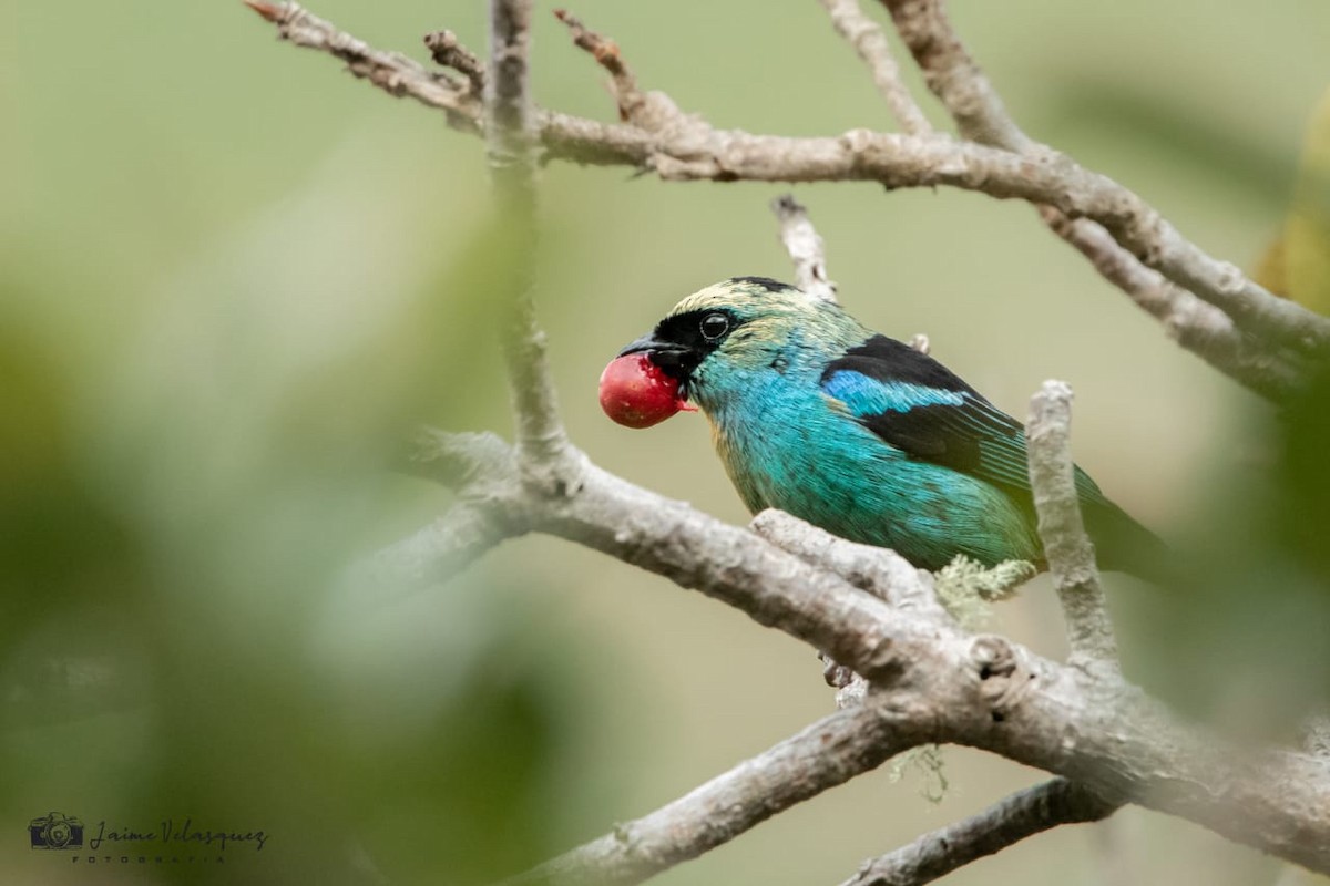 Tangara Verdinegra - ML644975346