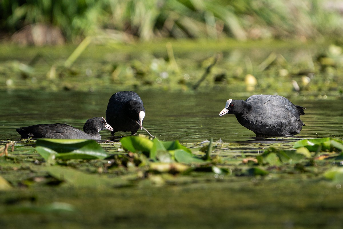 Eurasian Coot - ML644975348