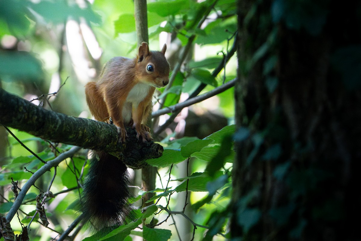 Eurasian Red Squirrel - ML644975360