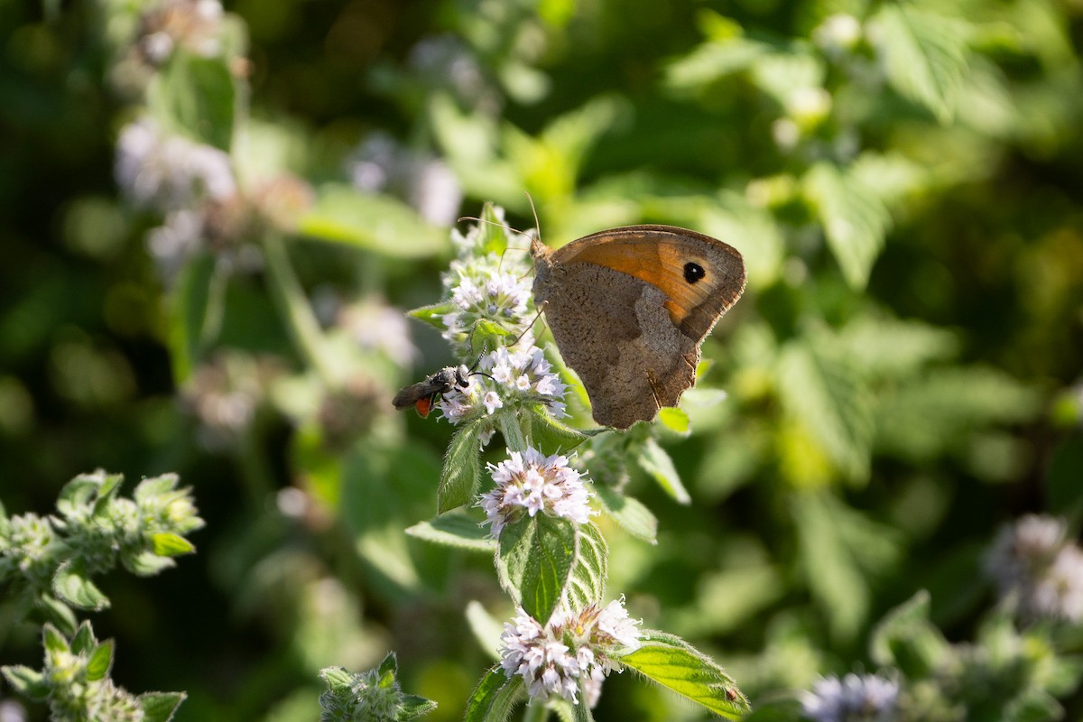 Insects - ML644975369