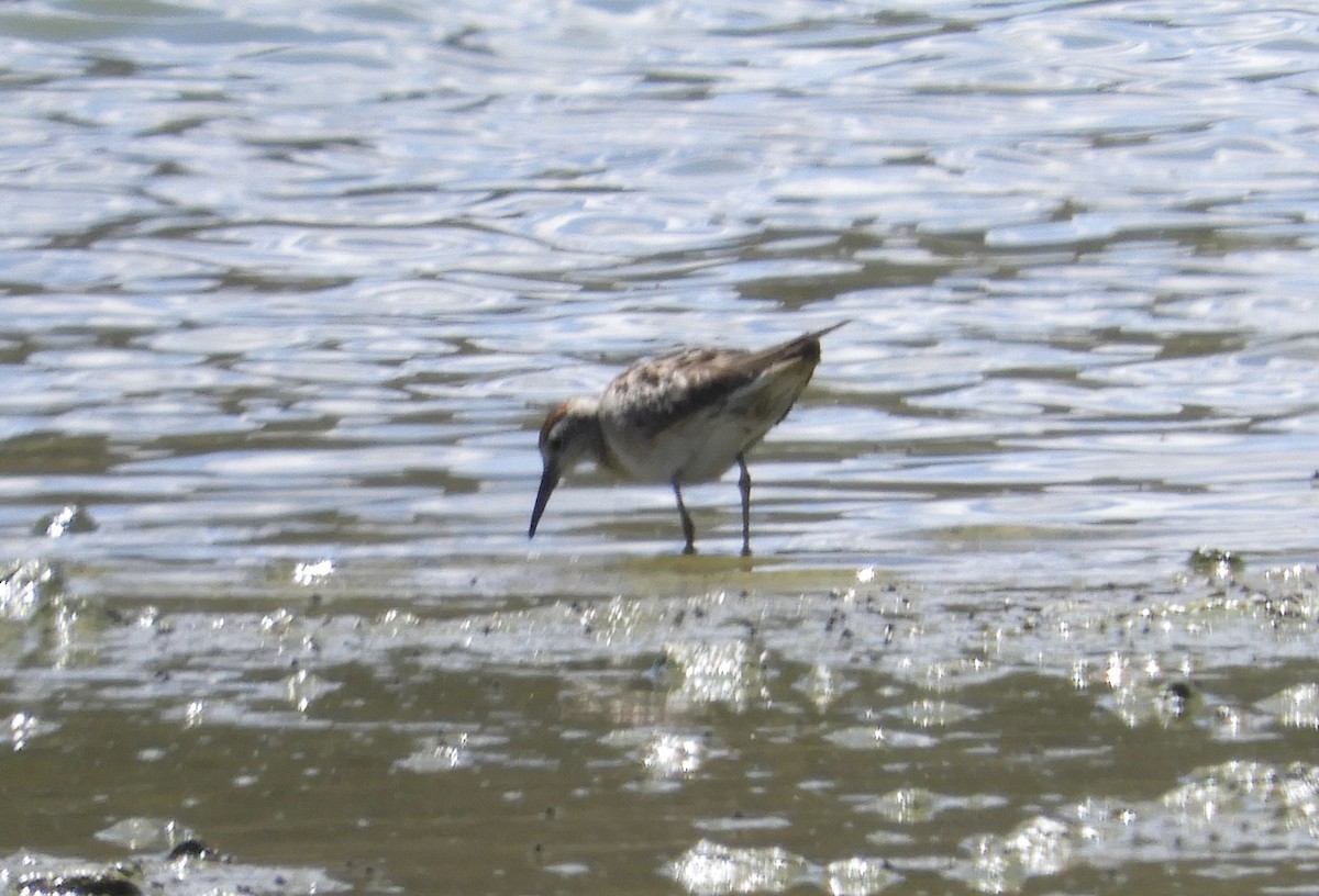 jespák klínoocasý - ML644975374