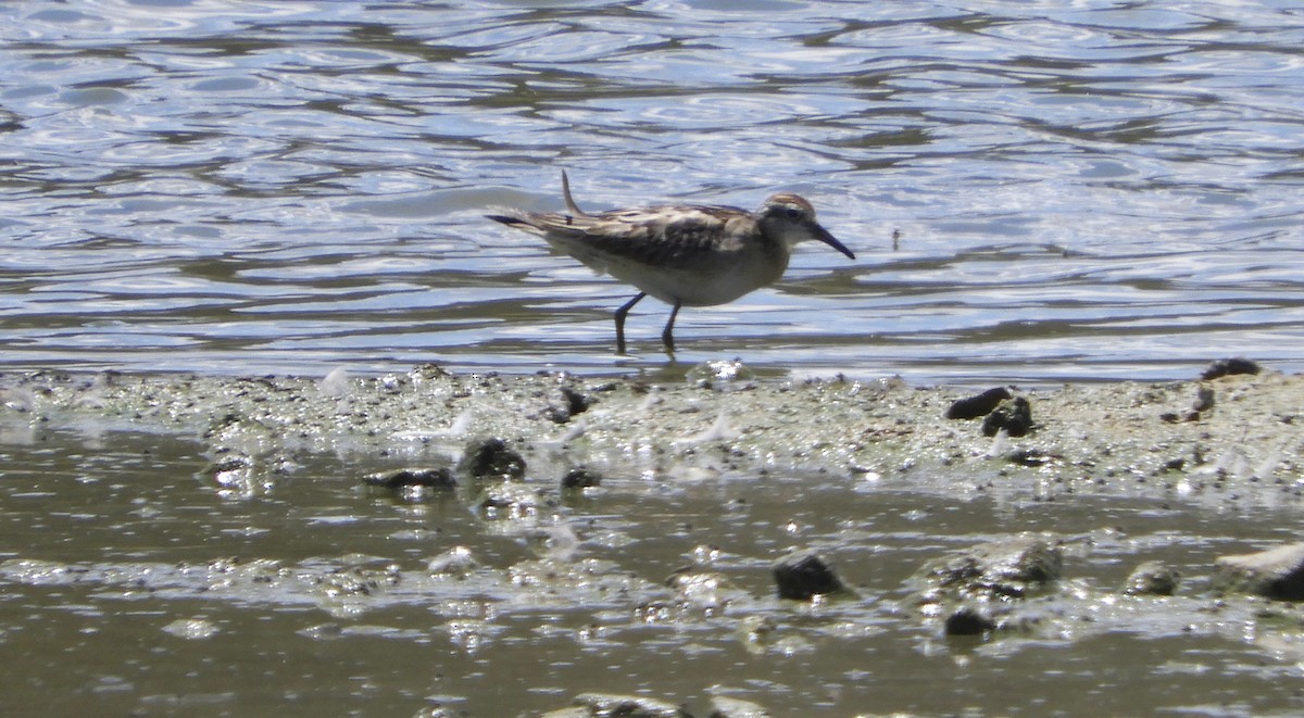 jespák klínoocasý - ML644975375