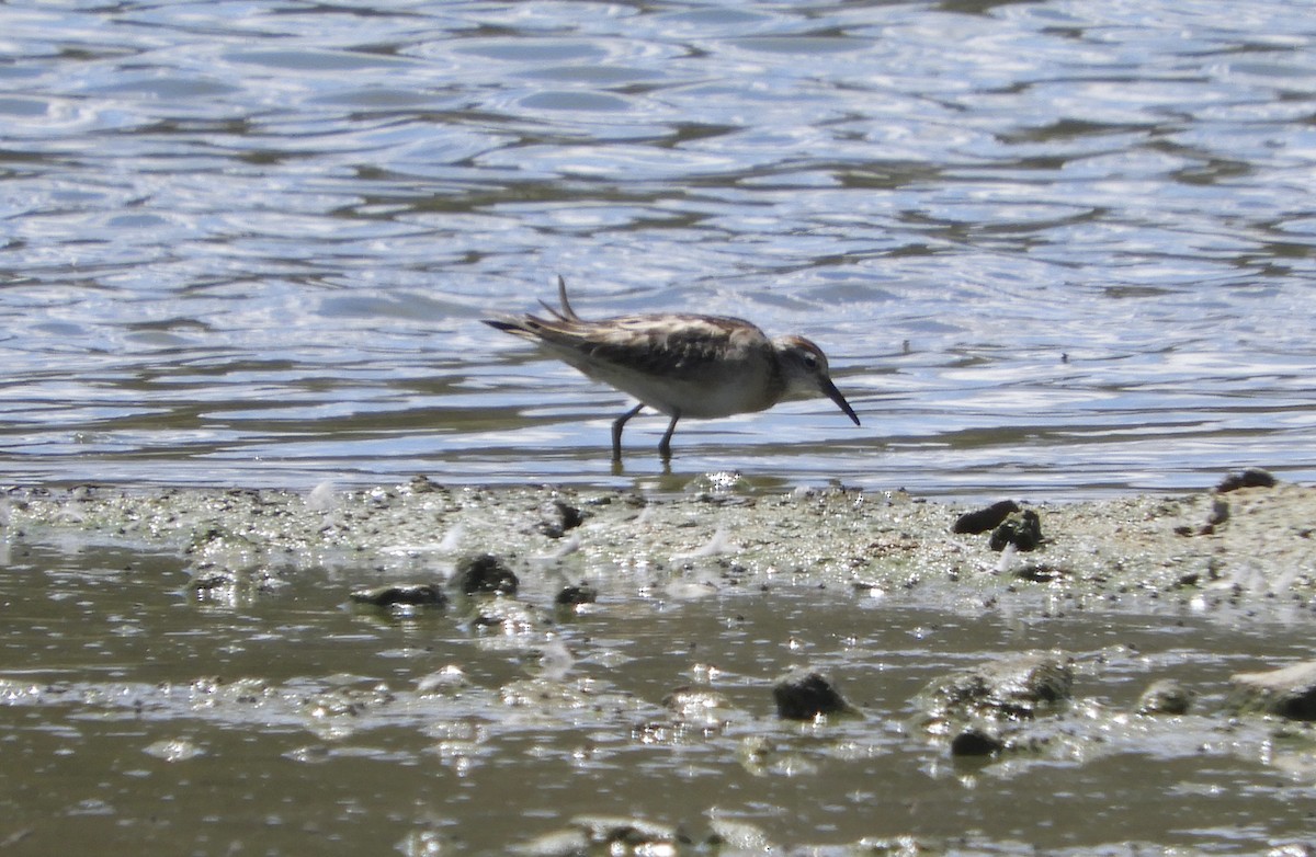 jespák klínoocasý - ML644975376