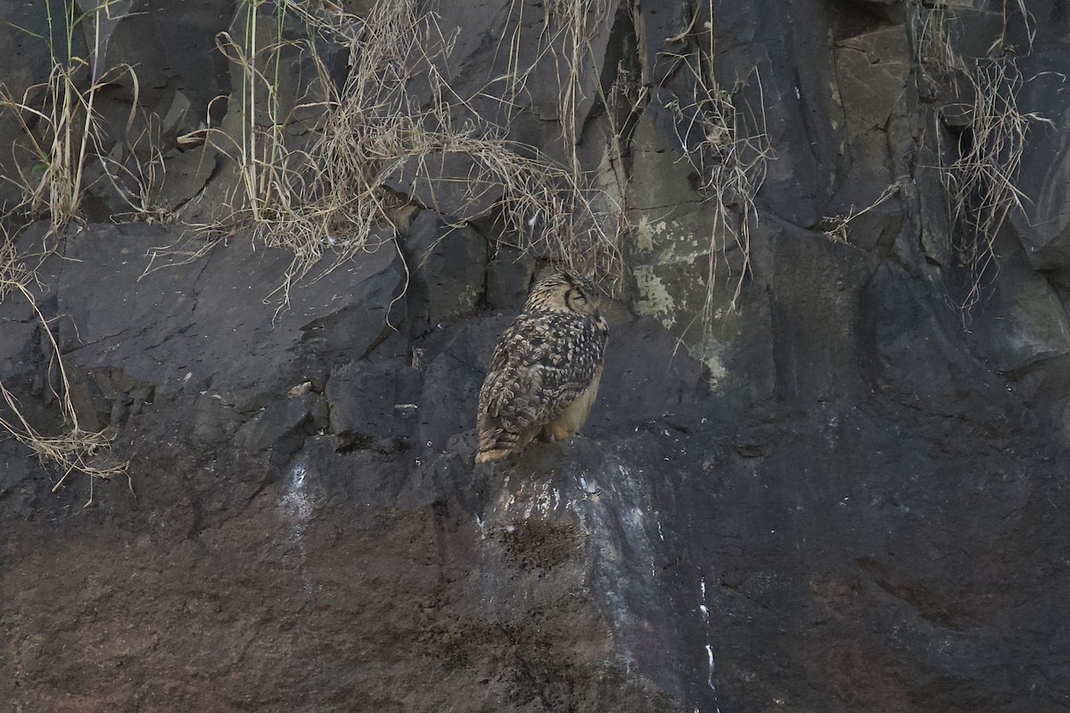 Rock Eagle-Owl - ML644975390