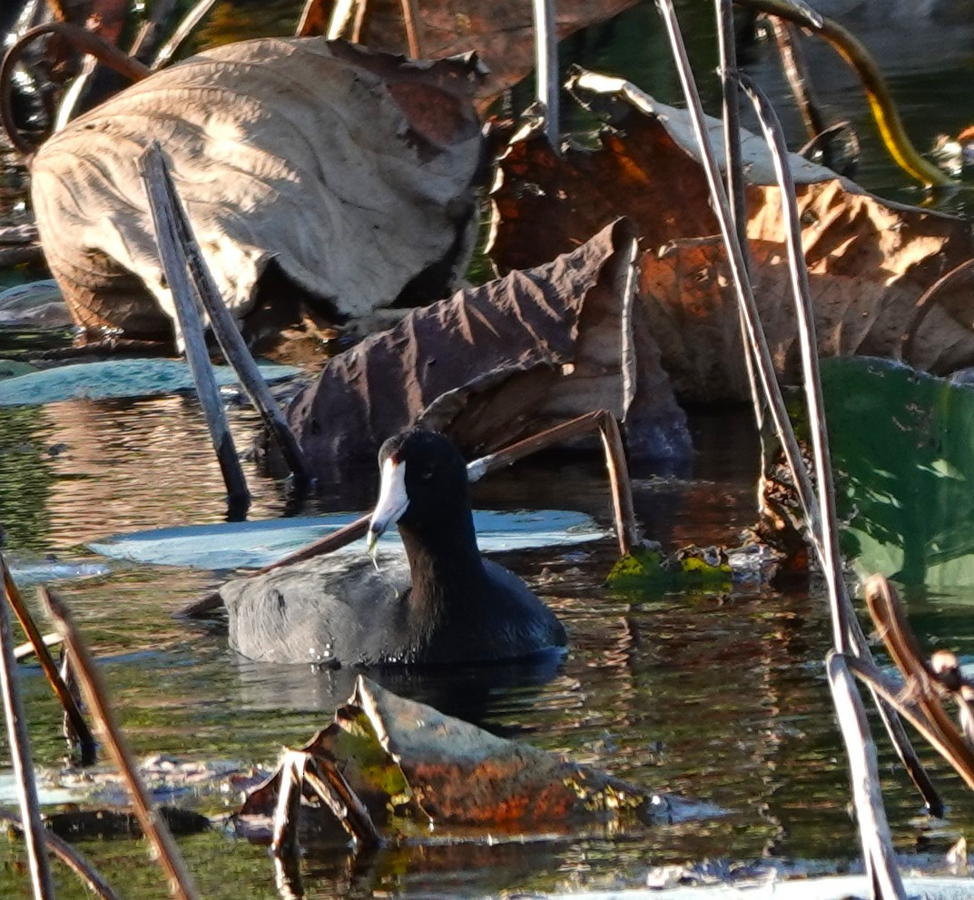 Focha Americana - ML644975410