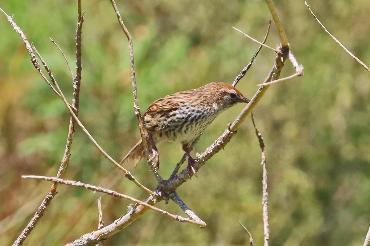 New Zealand Fernbird - ML644975412