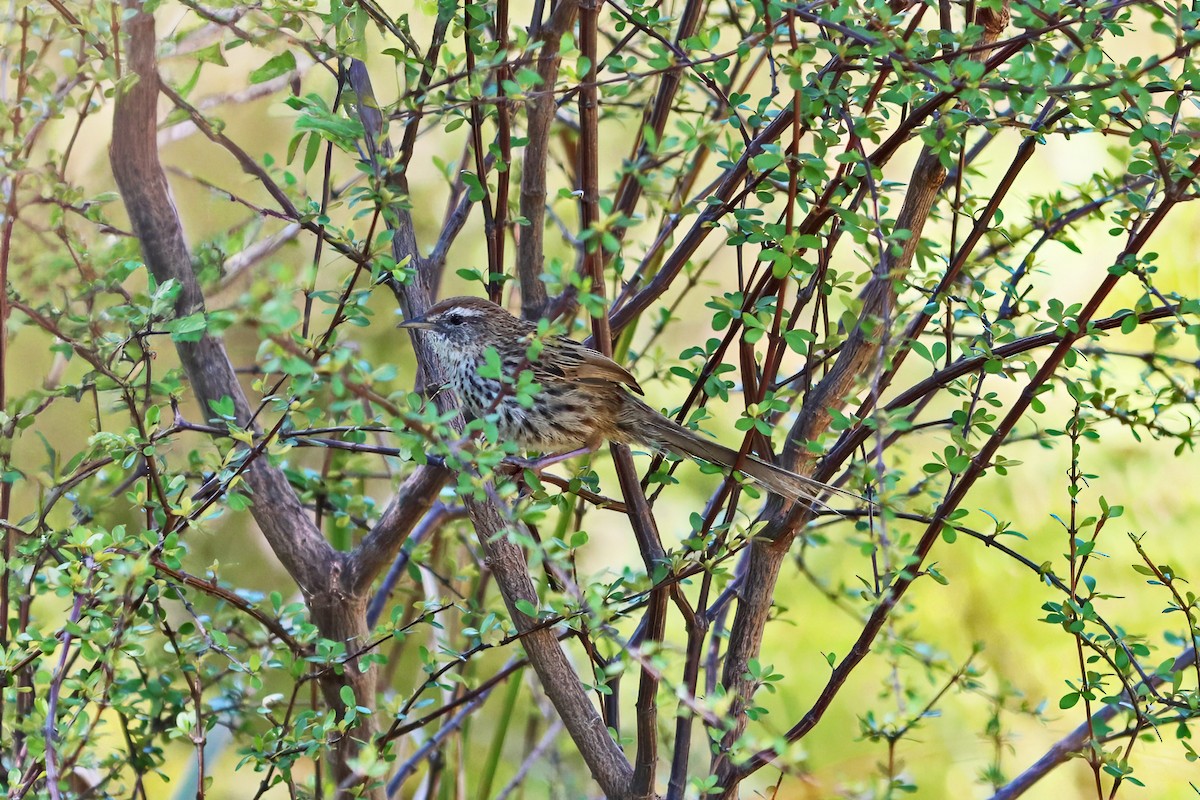 New Zealand Fernbird - ML644975413