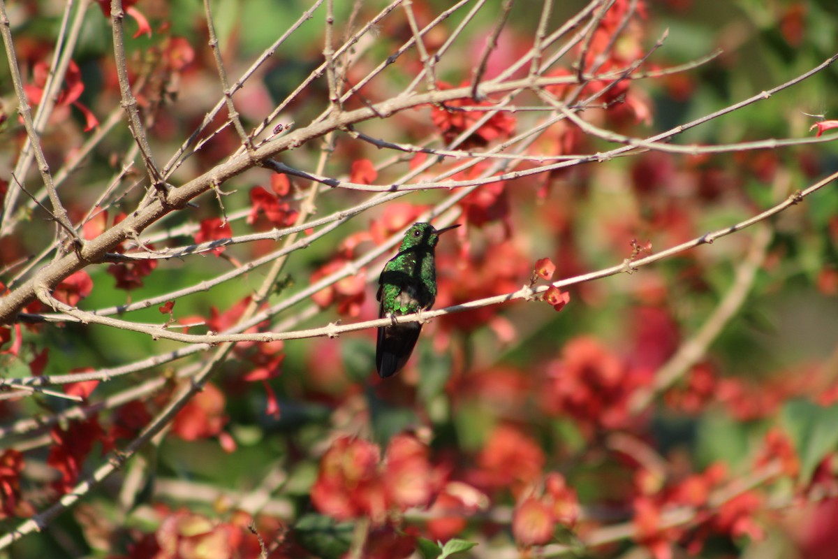 Blue-tailed Hummingbird - ML644975416