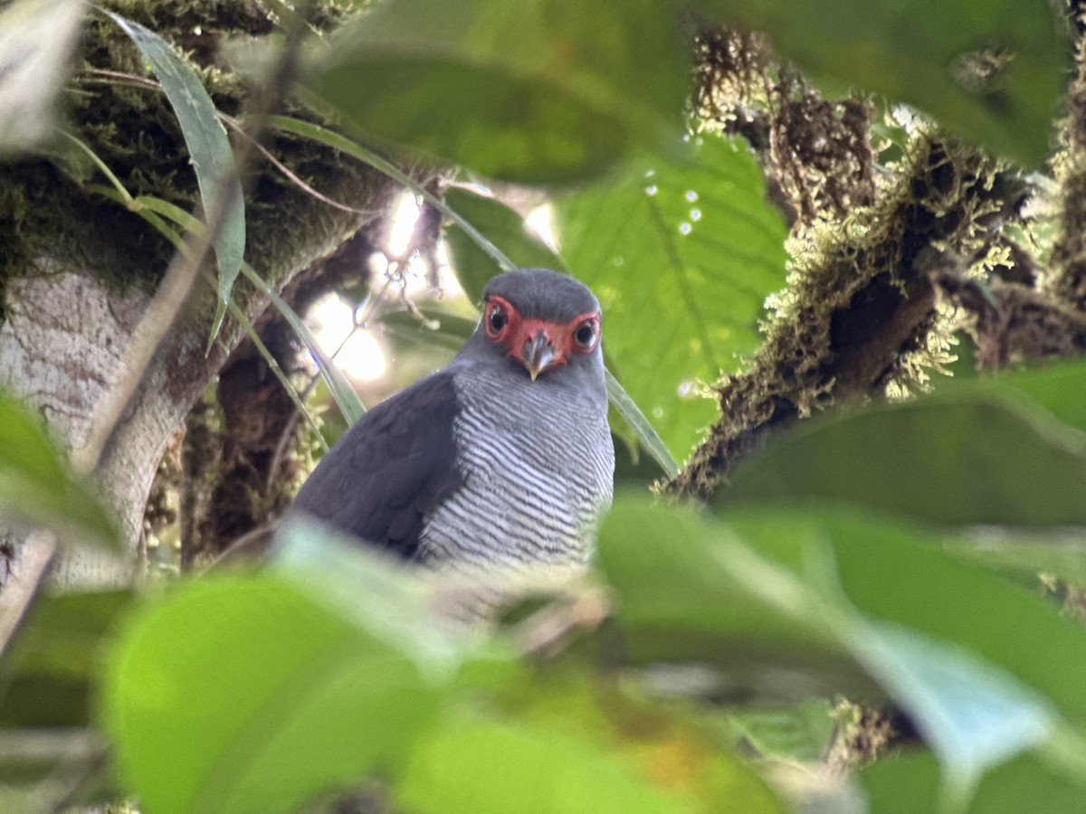 Plumbeous Forest-Falcon - ML644975423