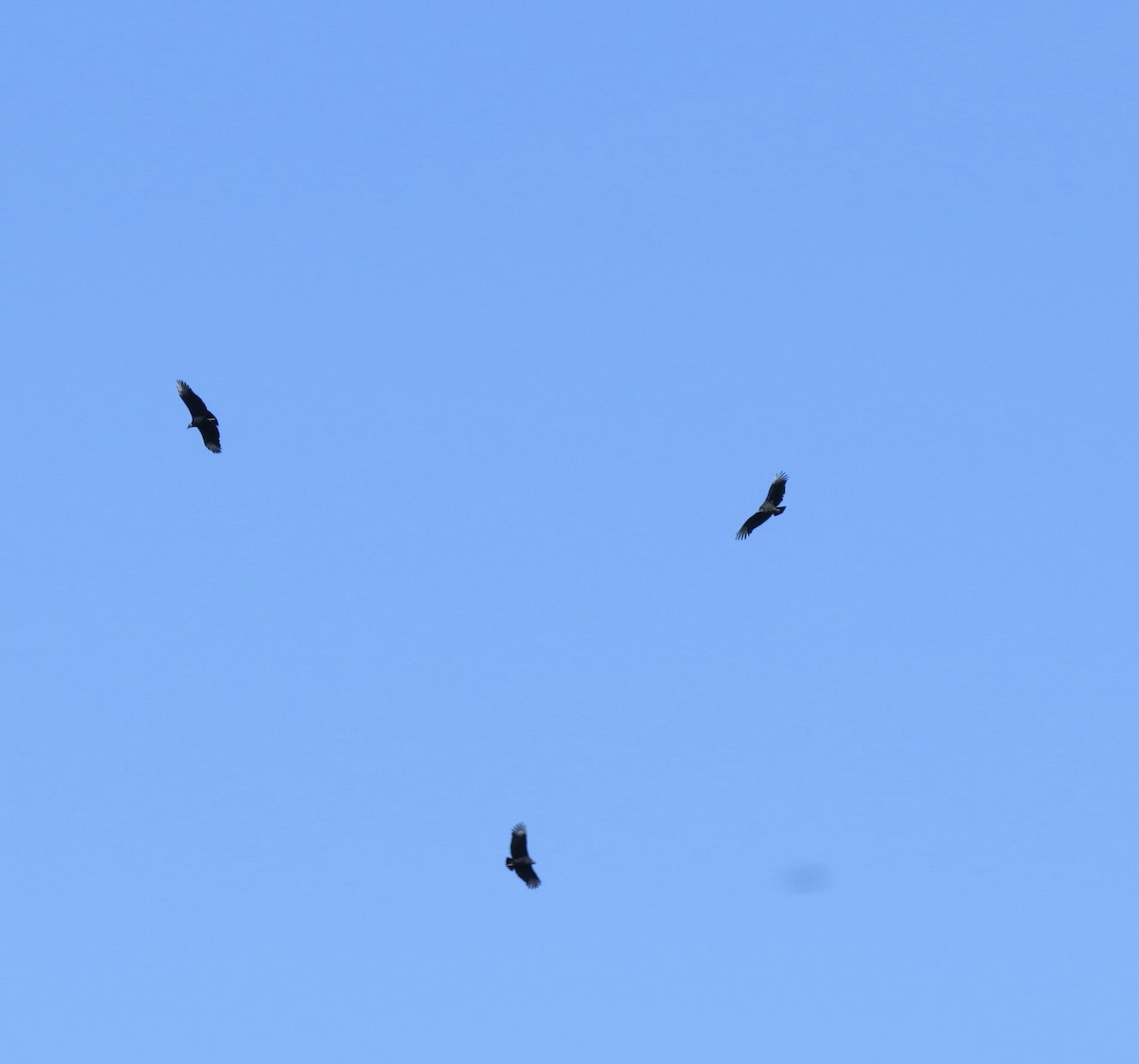 Black Vulture - ML644975424