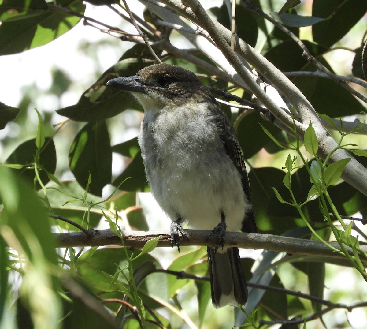 Gray Butcherbird - ML644975440