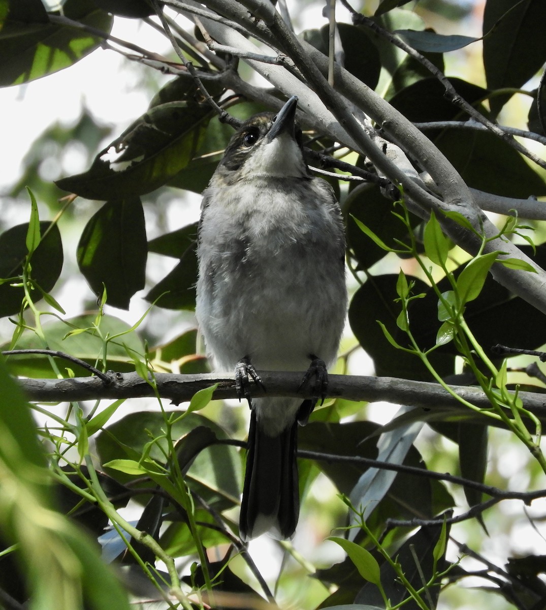 Gray Butcherbird - ML644975447