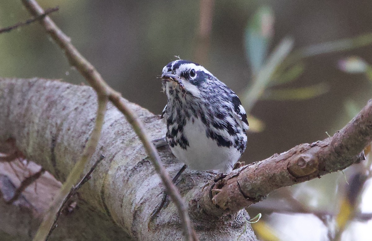 Black-and-white Warbler - ML644975448