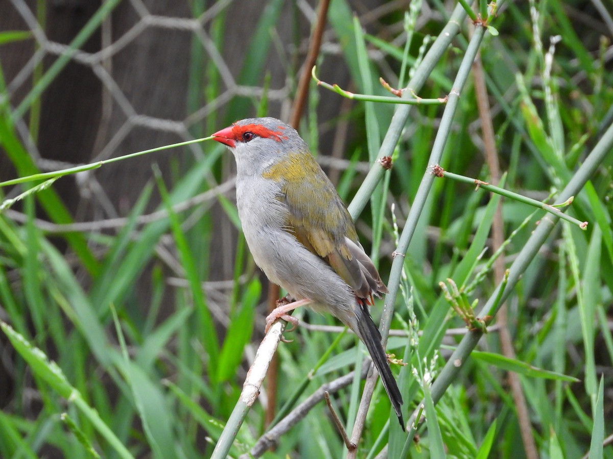 Al Kaşlı Belikınalı - ML644975477