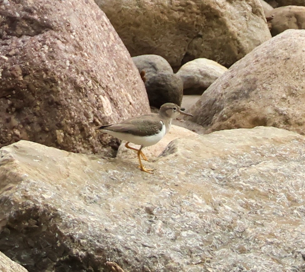 アメリカイソシギ - ML644975481