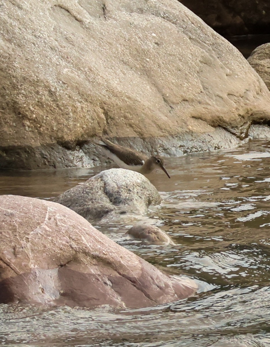 アメリカイソシギ - ML644975482