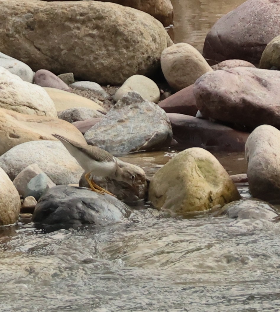 アメリカイソシギ - ML644975483