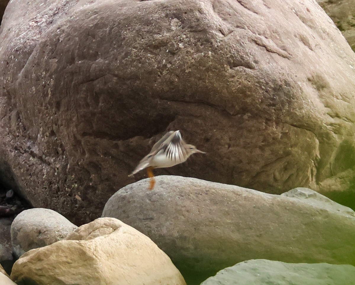 アメリカイソシギ - ML644975484