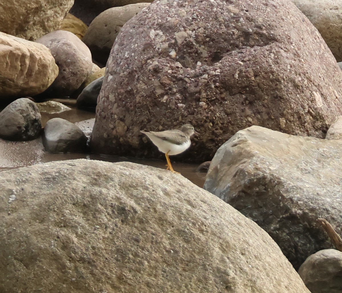 アメリカイソシギ - ML644975485