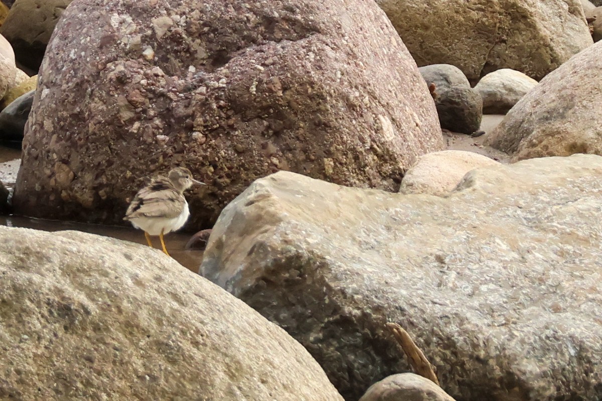 アメリカイソシギ - ML644975486