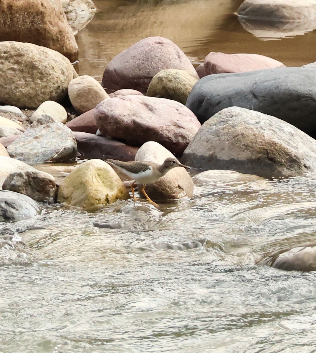 アメリカイソシギ - ML644975487