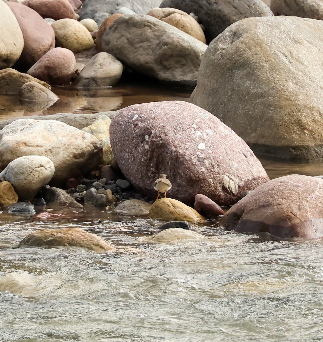 アメリカイソシギ - ML644975488