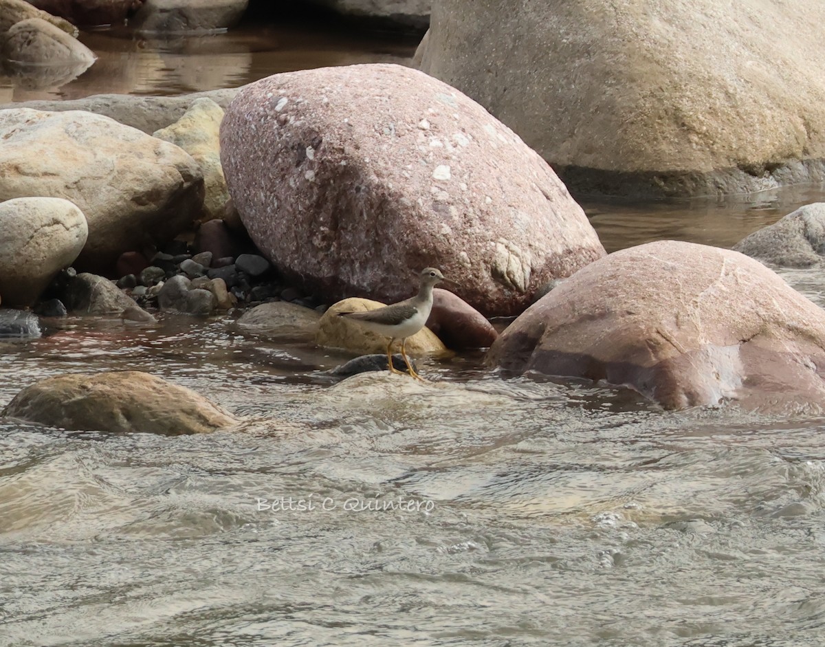 アメリカイソシギ - ML644975489