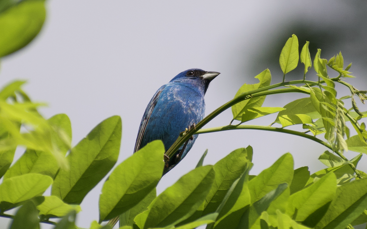 Passerin indigo - ML644975495