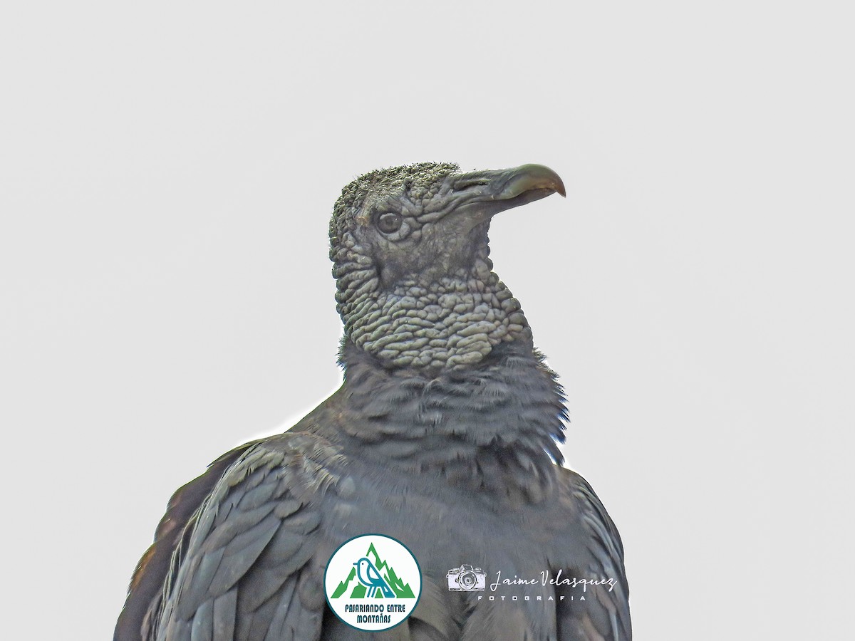 Black Vulture - ML644975542