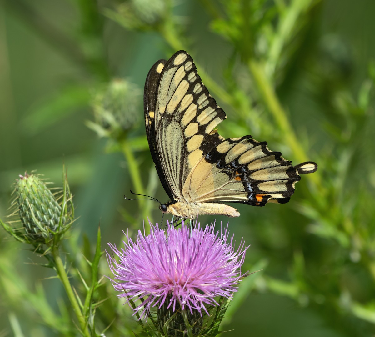 Eastern Giant Swallowtail - ML644975546
