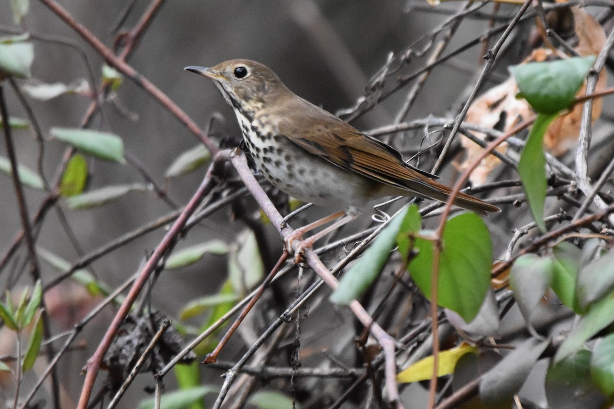 Hermit Thrush - ML644975559