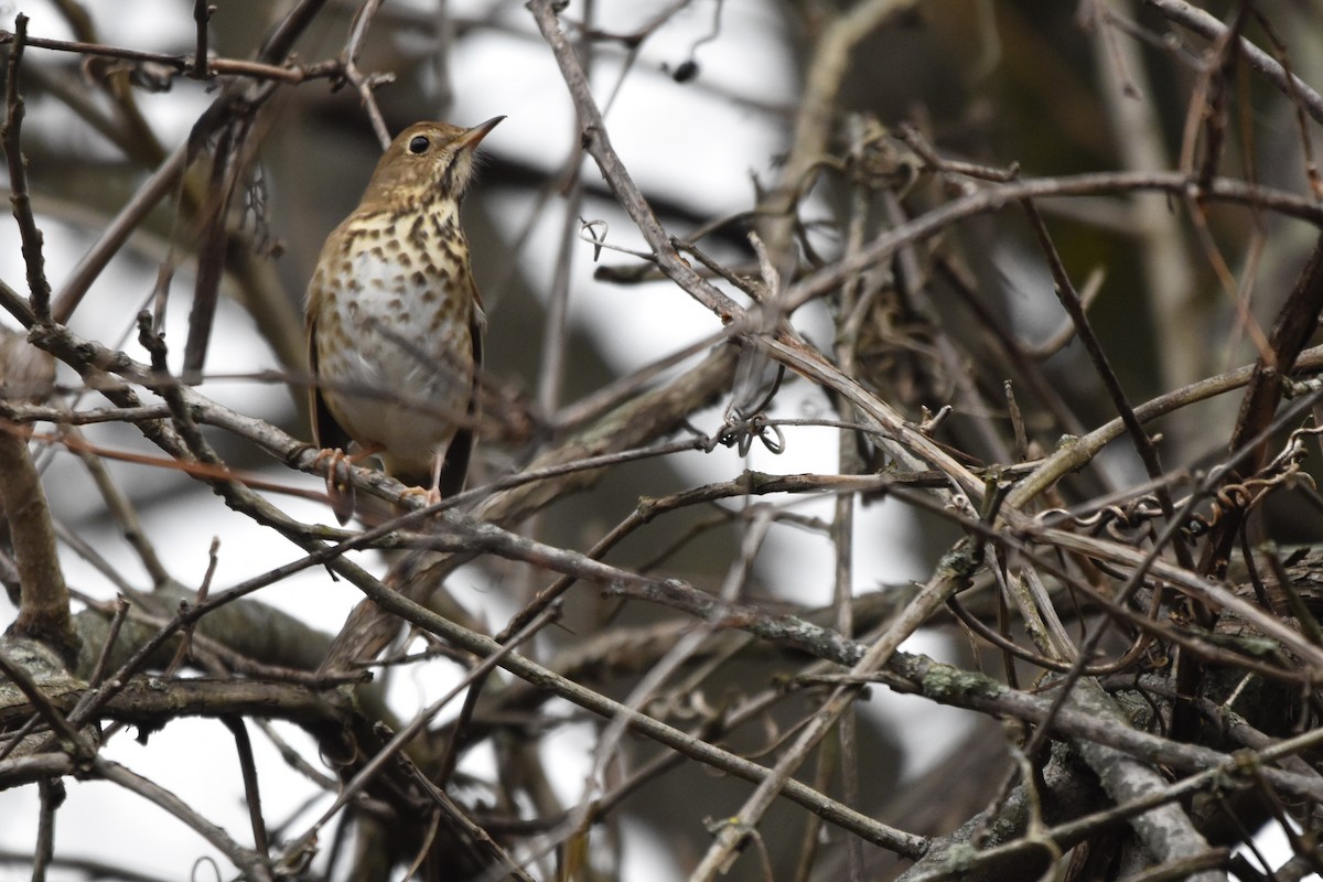 Hermit Thrush - ML644975560