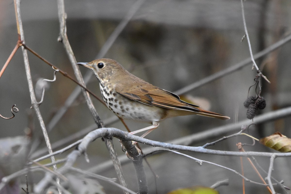 Hermit Thrush - ML644975561