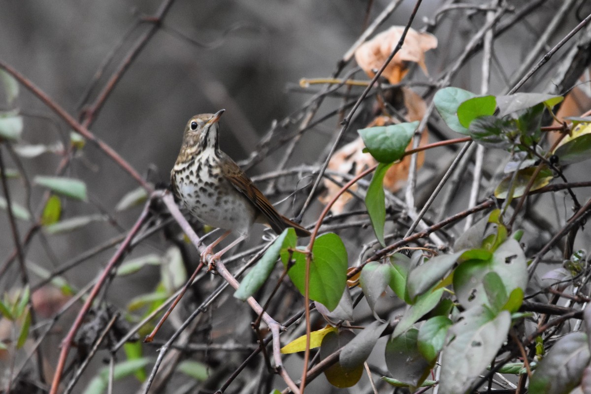 Hermit Thrush - ML644975562