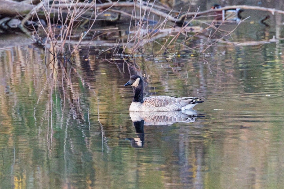 Bernache du Canada - ML644975565