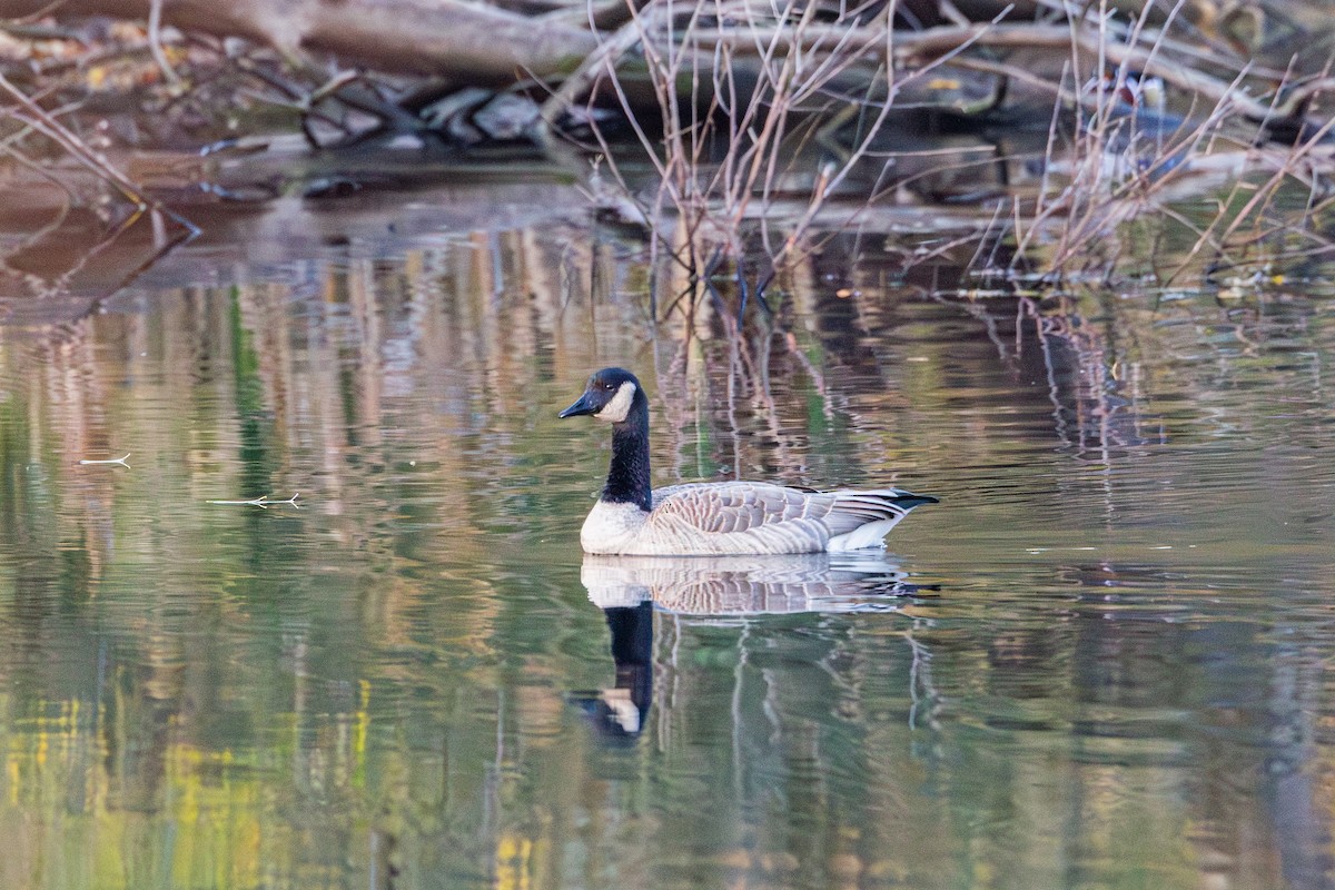 Bernache du Canada - ML644975567