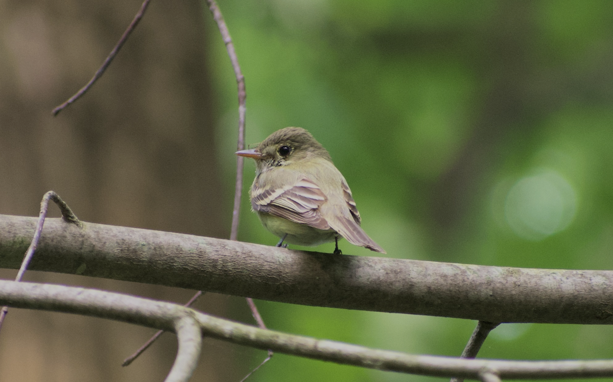 Acadian Flycatcher - ML644975571