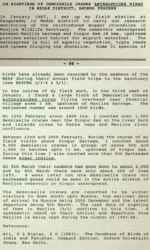 Demoiselle Crane - ML644975579