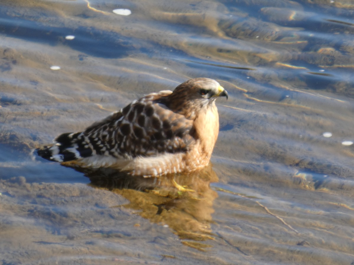 káně páskovaná - ML644975582