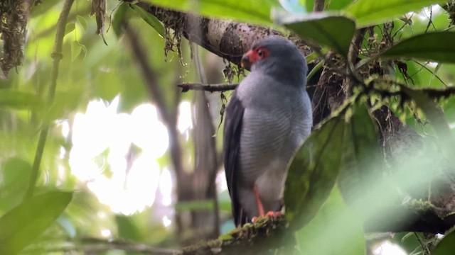 Plumbeous Forest-Falcon - ML644975603