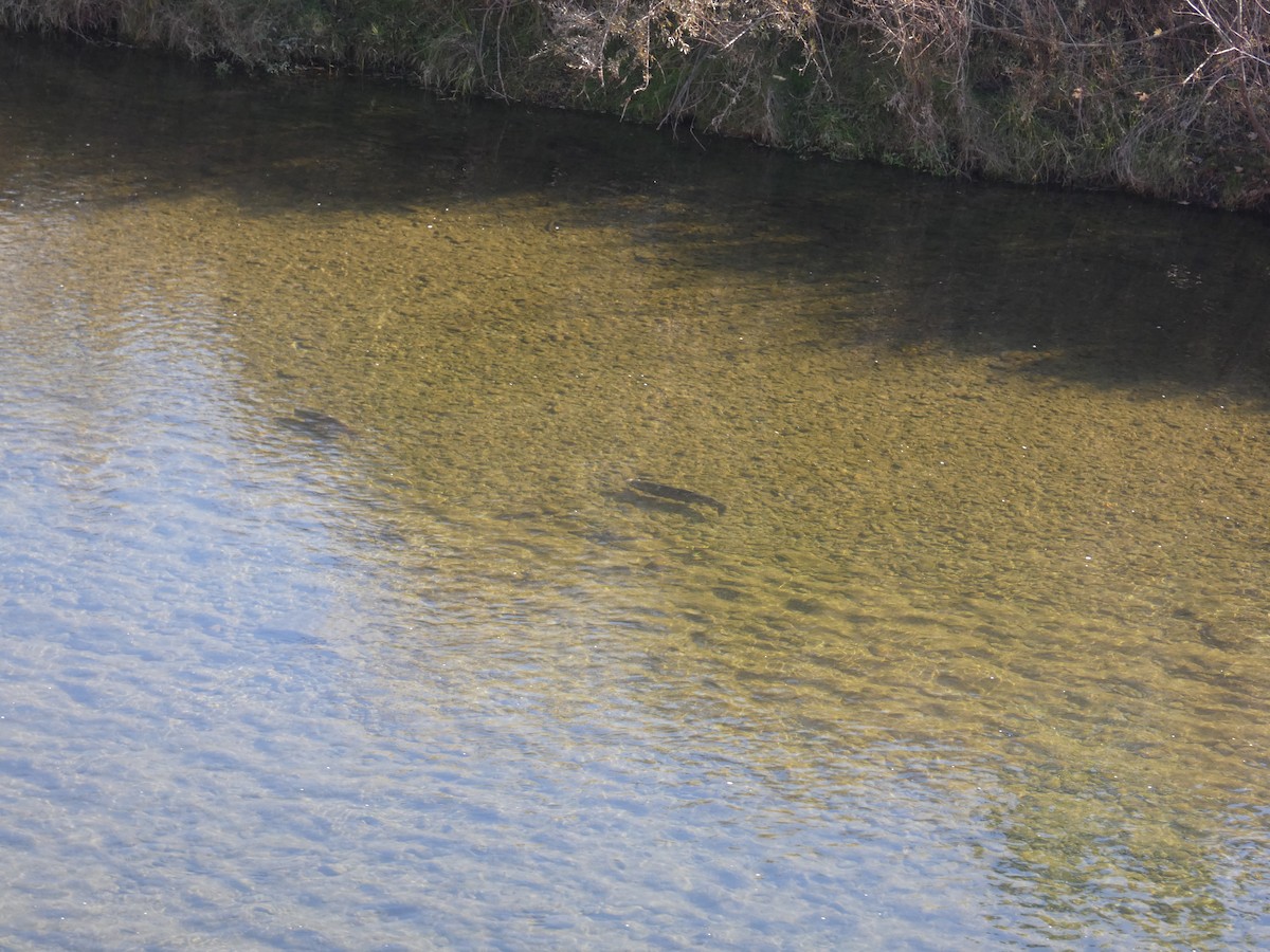 Pacific Salmons and Trouts - ML644975667