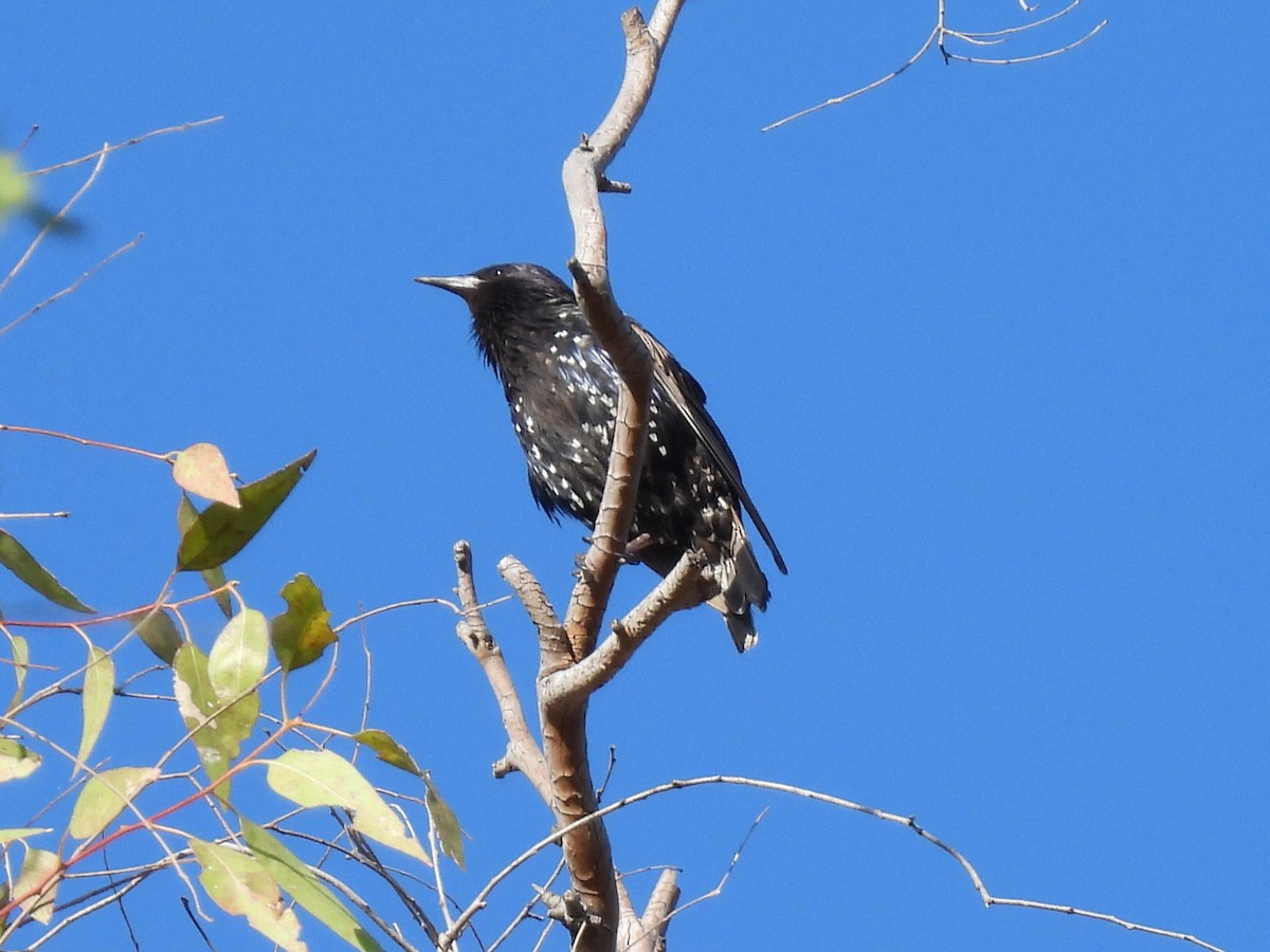 European Starling - ML644975709