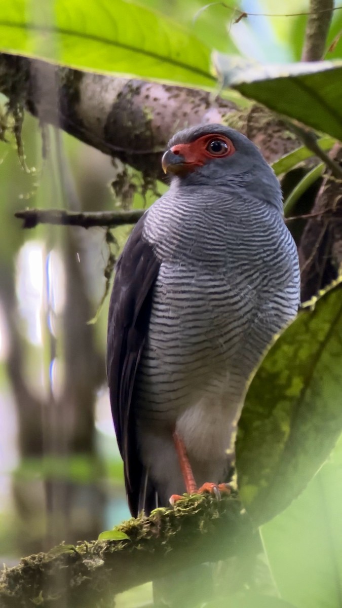 Plumbeous Forest-Falcon - ML644975713