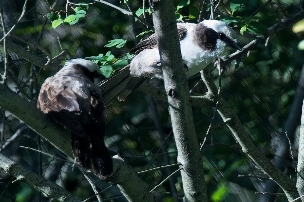 White-crowned Shrike - ML644975736