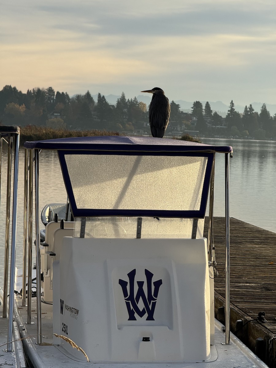 Great Blue Heron - ML644975740