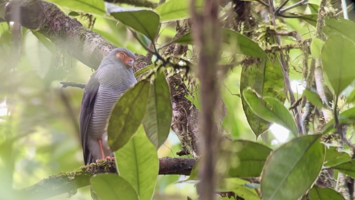 Plumbeous Forest-Falcon - ML644975772